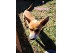 Adopt Princess a Shepherd (Unknown Type) / Husky dog in Calimesa, CA (33192419)