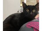 Adopt Bug a All Black Domestic Shorthair / Mixed (short coat) cat in Los Lunas