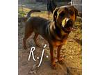 Adopt RJ a Rottweiler, Rhodesian Ridgeback