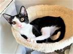 Adopt Sabrina a Domestic Short Hair