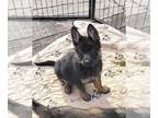 German Shepherd Dog PUPPY FOR SALE ADN-756296 - Sable and Black German Shepherd