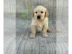 Golden Retriever PUPPY FOR SALE ADN-756576 - Golden retriever puppies