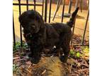 Golden Mountain Dog Puppy for sale in Charlotte, NC, USA