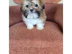 Shih Tzu Puppy for sale in Chicago, IL, USA