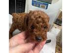 Poodle (Toy) Puppy for sale in Summit, MS, USA