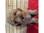 Mutt Puppy for sale in Stephenville, TX, USA