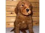 Goldendoodle Puppy for sale in Stephenville, TX, USA