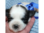 Zuchon Puppy for sale in Devils Lake, ND, USA