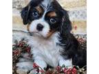 Cavalier King Charles Spaniel Puppy for sale in North Rose, NY, USA