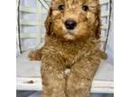 Mutt Puppy for sale in Sunman, IN, USA