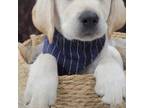 Labrador Retriever Puppy for sale in Miami, FL, USA