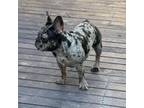 French Bulldog Puppy for sale in Elk Grove, CA, USA