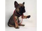 French Bulldog Puppy for sale in Brighton, CO, USA