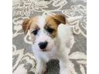 Parson Russell Terrier Puppy for sale in Broken Bow, OK, USA