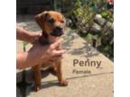 Penny