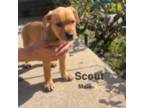 Scout