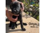 Onyx