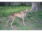 Adopt Hiccup a Greyhound