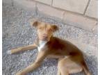 Adopt Sebastin (6) a Pit Bull Terrier