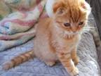 Red Scottish Fold Boy Kitten