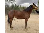 Nice standardbred gelding