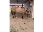 6 year old AQHA Dun Roan Ranch Mare