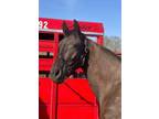 5 year old TWH gelding