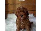 Mutt Puppy for sale in Montrose, PA, USA