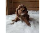 Mutt Puppy for sale in Montrose, PA, USA