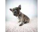 French Bulldog Puppy for sale in Hesperia, CA, USA