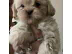 Shih Tzu Puppy for sale in East Hartford, CT, USA