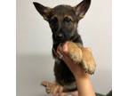 German Shepherd Dog Puppy for sale in Murrieta, CA, USA