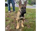 German Shepherd Dog Puppy for sale in Murrieta, CA, USA