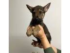 German Shepherd Dog Puppy for sale in Murrieta, CA, USA