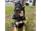 German Shepherd Dog Puppy for sale in Murrieta, CA, USA