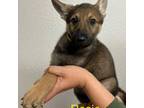 German Shepherd Dog Puppy for sale in Murrieta, CA, USA