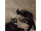 Adopt Onyx and Olive a Domestic Short Hair