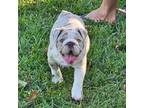 Bulldog Puppy for sale in Palm Beach Gardens, FL, USA