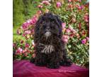 Cavapoo Puppy for sale in Bluford, IL, USA