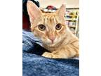 Kekoa-must Have A Buddy, Domestic Shorthair For Adoption In San Francisco