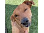 Ivar, Labrador Retriever For Adoption In Tehachapi, California