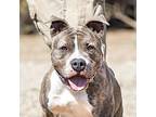 Boris, American Pit Bull Terrier For Adoption In Tehachapi, California