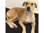 Grima, Terrier (unknown Type, Medium) For Adoption In Rocky Mount, Virginia