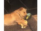 Lark, Cairn Terrier For Adoption In Thousand Oaks, California