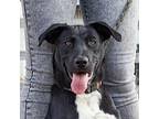 Phil, American Pit Bull Terrier For Adoption In Tehachapi, California