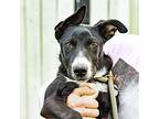 Parker, American Pit Bull Terrier For Adoption In Tehachapi, California