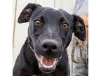 Piper, American Pit Bull Terrier For Adoption In Tehachapi, California