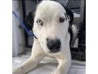 Ruckus, Labrador Retriever For Adoption In Vail, Arizona
