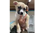 Ryder, American Pit Bull Terrier For Adoption In Tehachapi, California