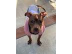 Gabriel Aka Wally, American Staffordshire Terrier For Adoption In Capistrano